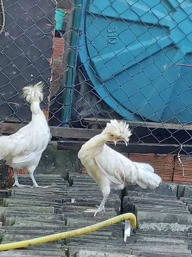 Vendo lindos frangos polones.