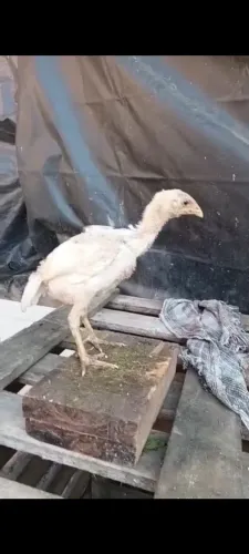 Pintinhos de raça