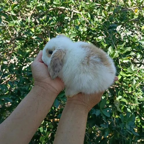 Mine lop uruguaio