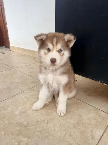 Filhote Hysky siberiano 