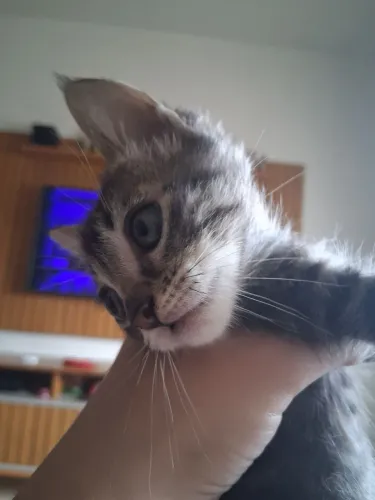 Doa-se filhote de gata ?