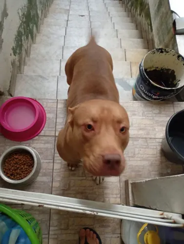 Pitbull dócil e brincalhona 