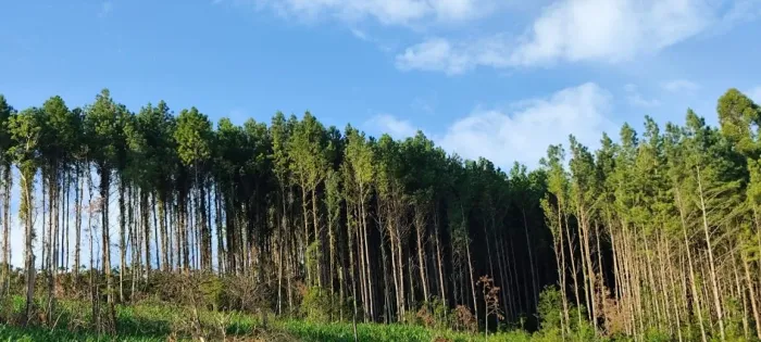 Floresta de Pinus Elliottii à venda próxima a Rolante