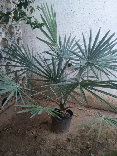 Vende-se palmeira azul