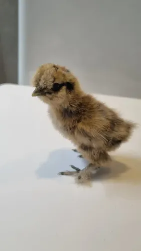 Pintinhos de Sedosa do Japão