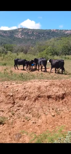 Fazenda a venda 2.500 reais por hectares 