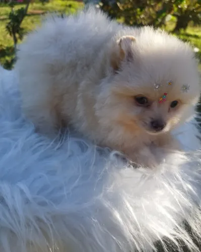 Lulu da Pomerania Filhotes anão