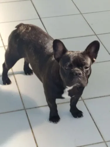 Fêmea Bulldog francês