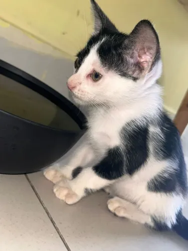 Gato filhote para adoção 