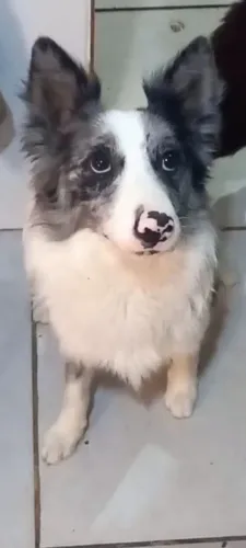 Cachorro border collie merlin