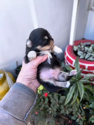 Chihuahua Pêlo Longo