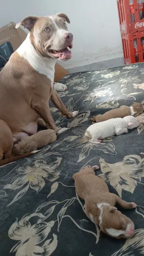 Pitbull 