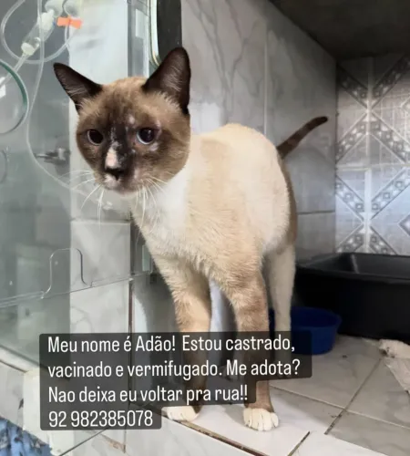Adoção