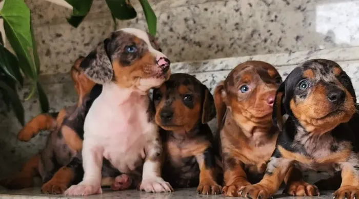 Dachshund - Chocolate Arlequim Disponível. 