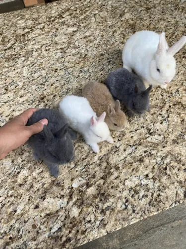 Coelho anão Netherland Dwarf