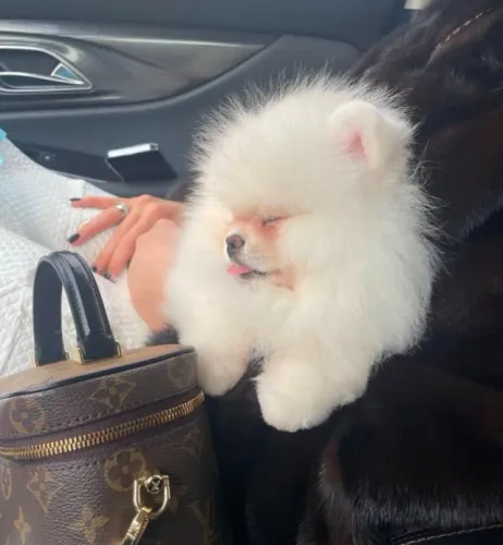 Cachorro Spitz Alemão pronto para novo lar com segurança
