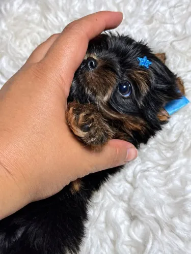 Yorkshire terrier miudinho