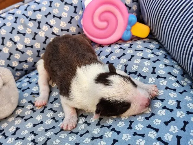 Border Collie 