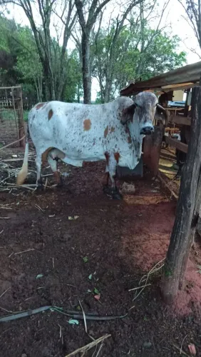 Vaca Girolanda Leiteira