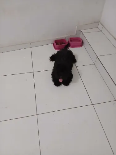 Cão podool 
