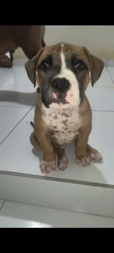PITMONSTER FÊMEA MERLLE NA PROMOÇÃO!