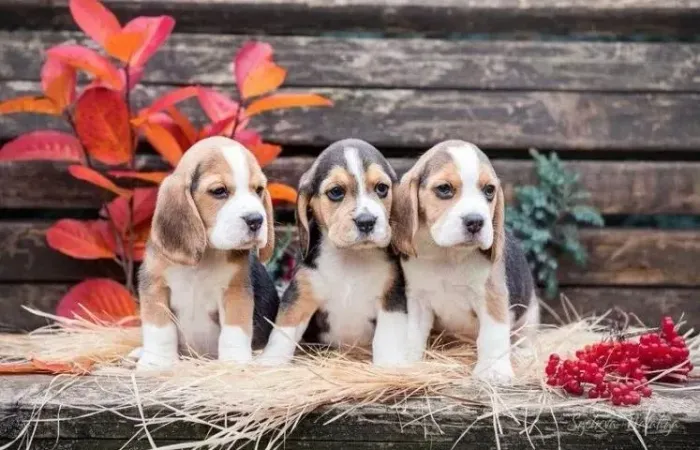 BeagleUm filhote que vale cada segundo de atenção