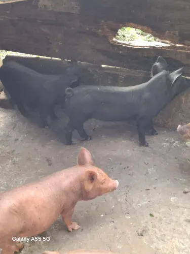Porcos 