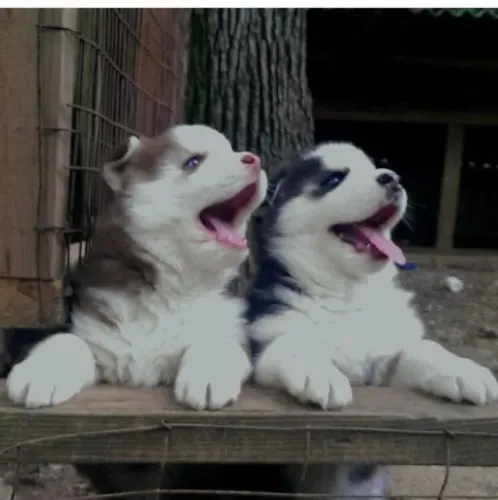 Husky siberiano elegancia 