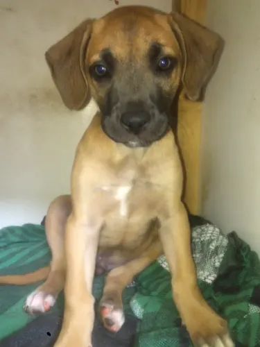 Doação cachorro caramelo (para pessoas que moram em fazenda ou casa com área grande)