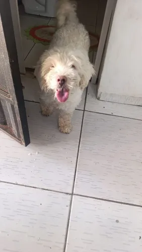 Vendo poodle adulta!