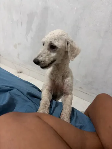 Doação de cachorro