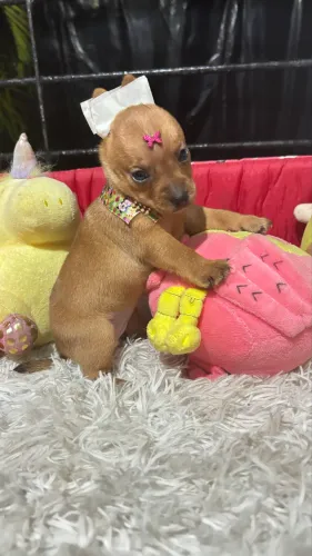Pinscher micros