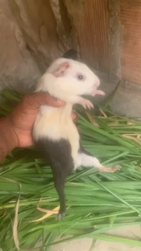Porquinha-da-índia
