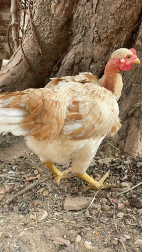 Galinha