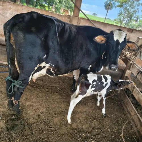 Vaca leiteira parida de macho 