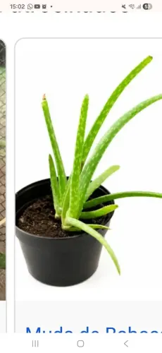 babosa babosa aloe vera
