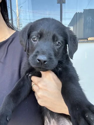 FILHOTE DE LABRADOR 100% PURO