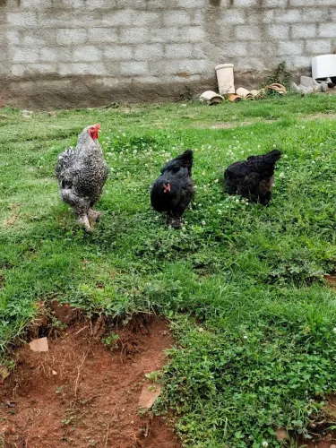 Ovos galinha Brahma galados