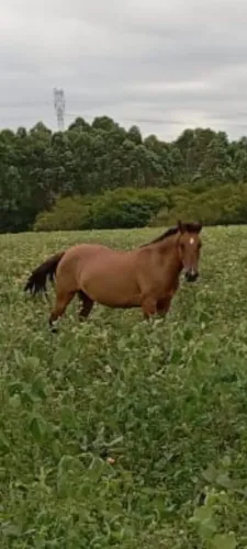 Vendo ou troco por outros animais Égua gateada boa de montaria com potro 