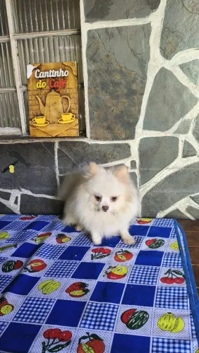 Spitz Alemão Adulto 2 anos  bem pequeno