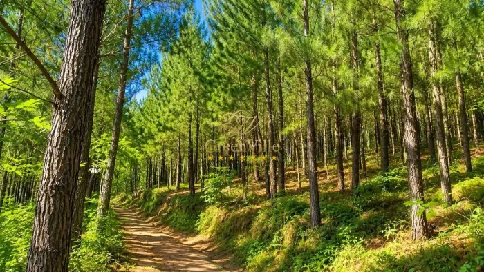 Campo Largo | Fazenda de 508 Hectares | Exclusiva para Reflorestamento