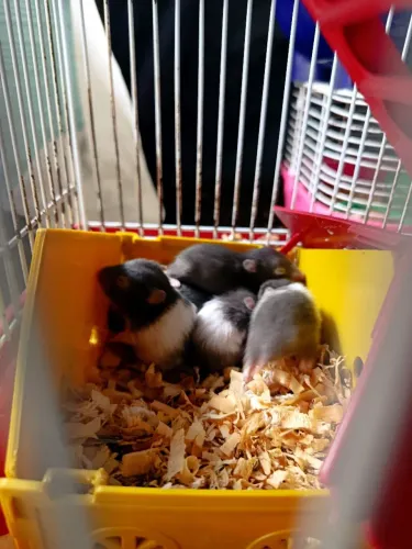Hamster sirio