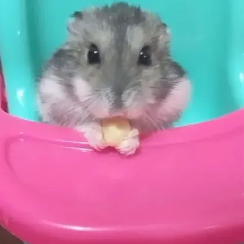 Hamster