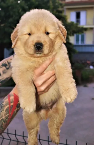 Lindo filhotinho de Golden Retriever macho com Pedigree