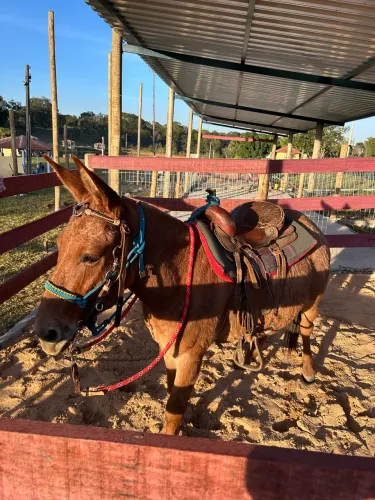 Mini burro
