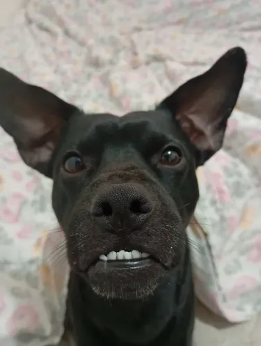 Doação de cachorro