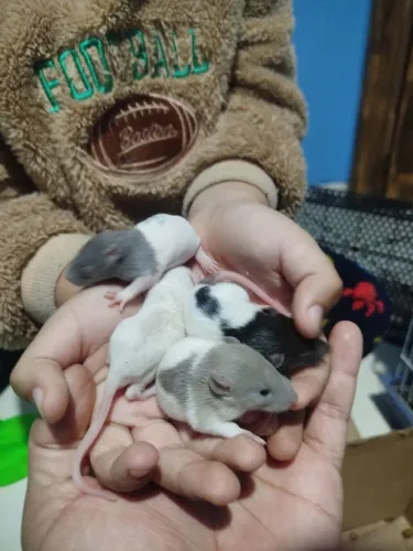 Ratos Twister 