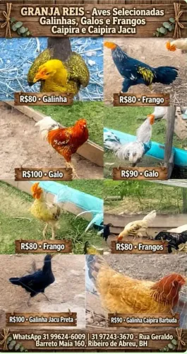 Granja Reis galinhas,galos e frangos selecionados