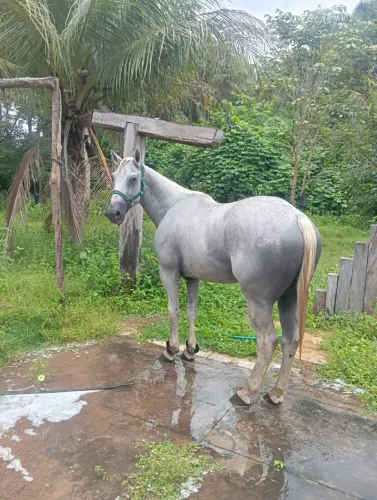 Cavalo de Vaquejada de direita