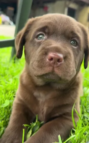 filhotes de labrador fêmea chocolate 